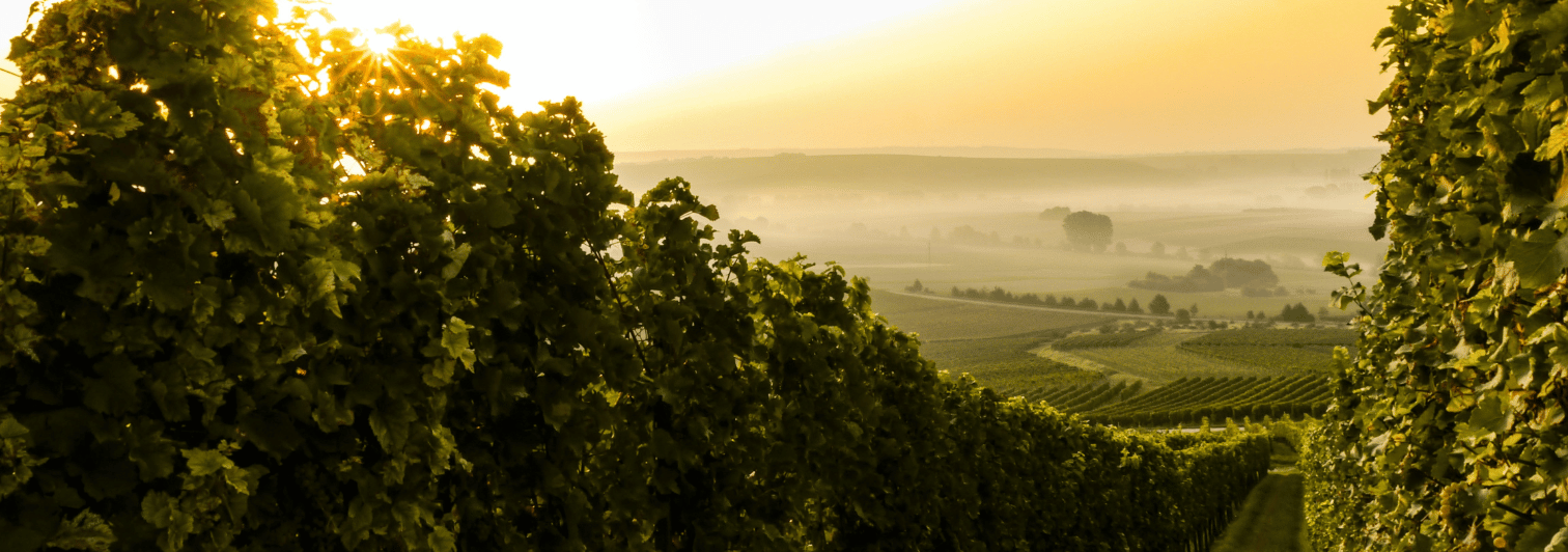 Il settore vitivinicolo italiano: opportunità per il 2021